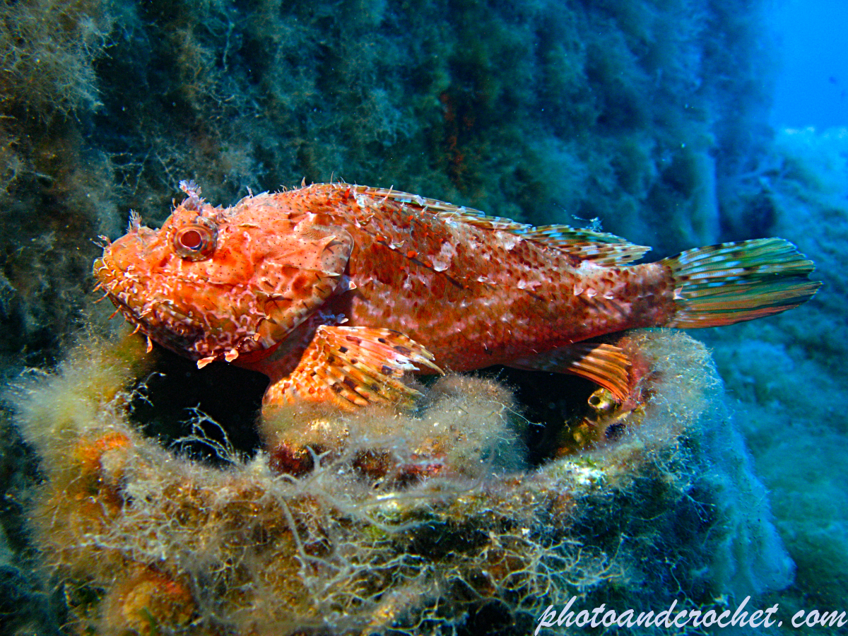 Red Scorpionfish - Scorpaena scrofa - Image