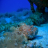 Red Scorpionfish - Scorpaena scrofa - Image