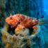 Red Scorpionfish - Scorpaena scrofa - Image