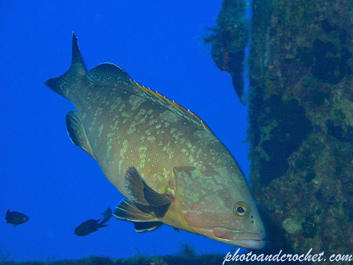 Grouper - Epinephelus guaza - Image