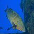 Grouper - Epinephelus guaza - Image