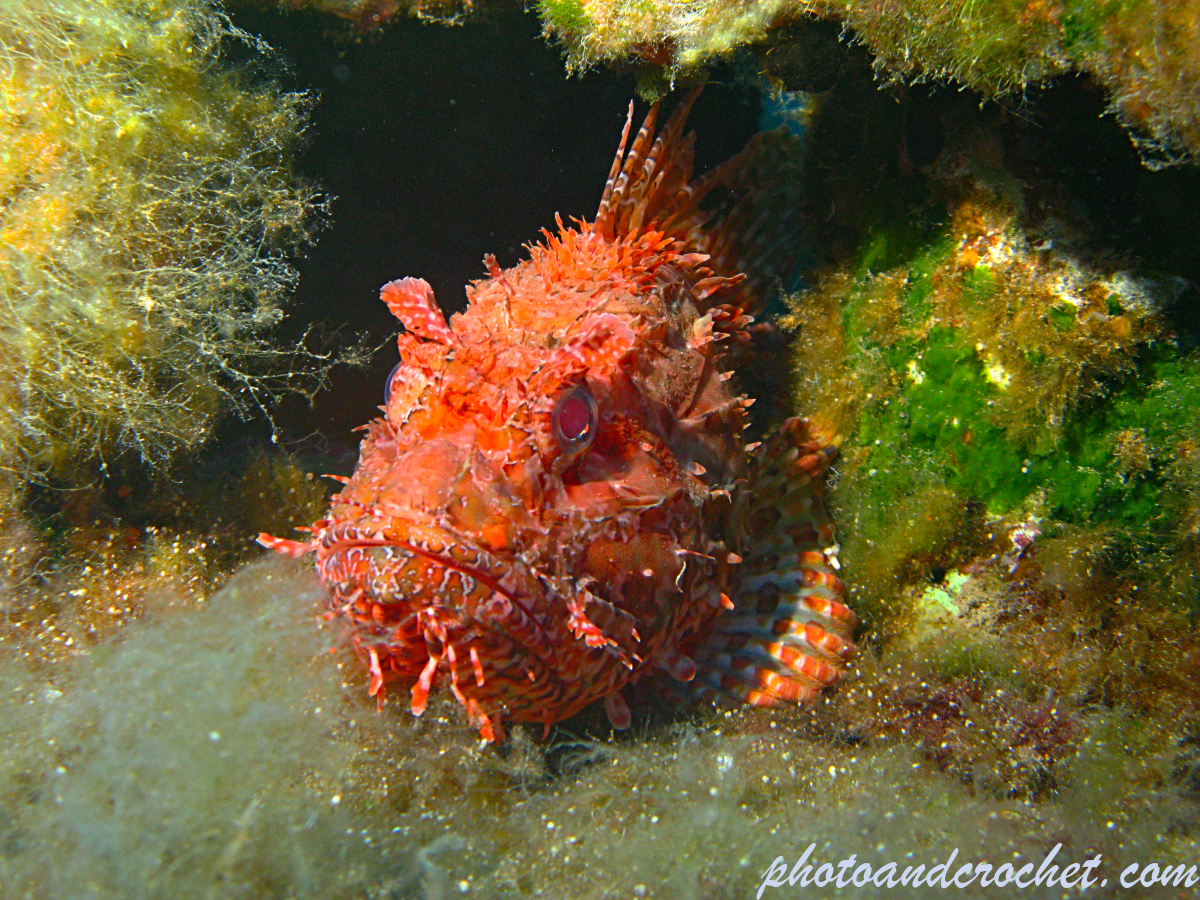 Red Scorpionfish - Scorpaena scrofa - Image