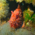 Red Scorpionfish - Scorpaena scrofa - Image