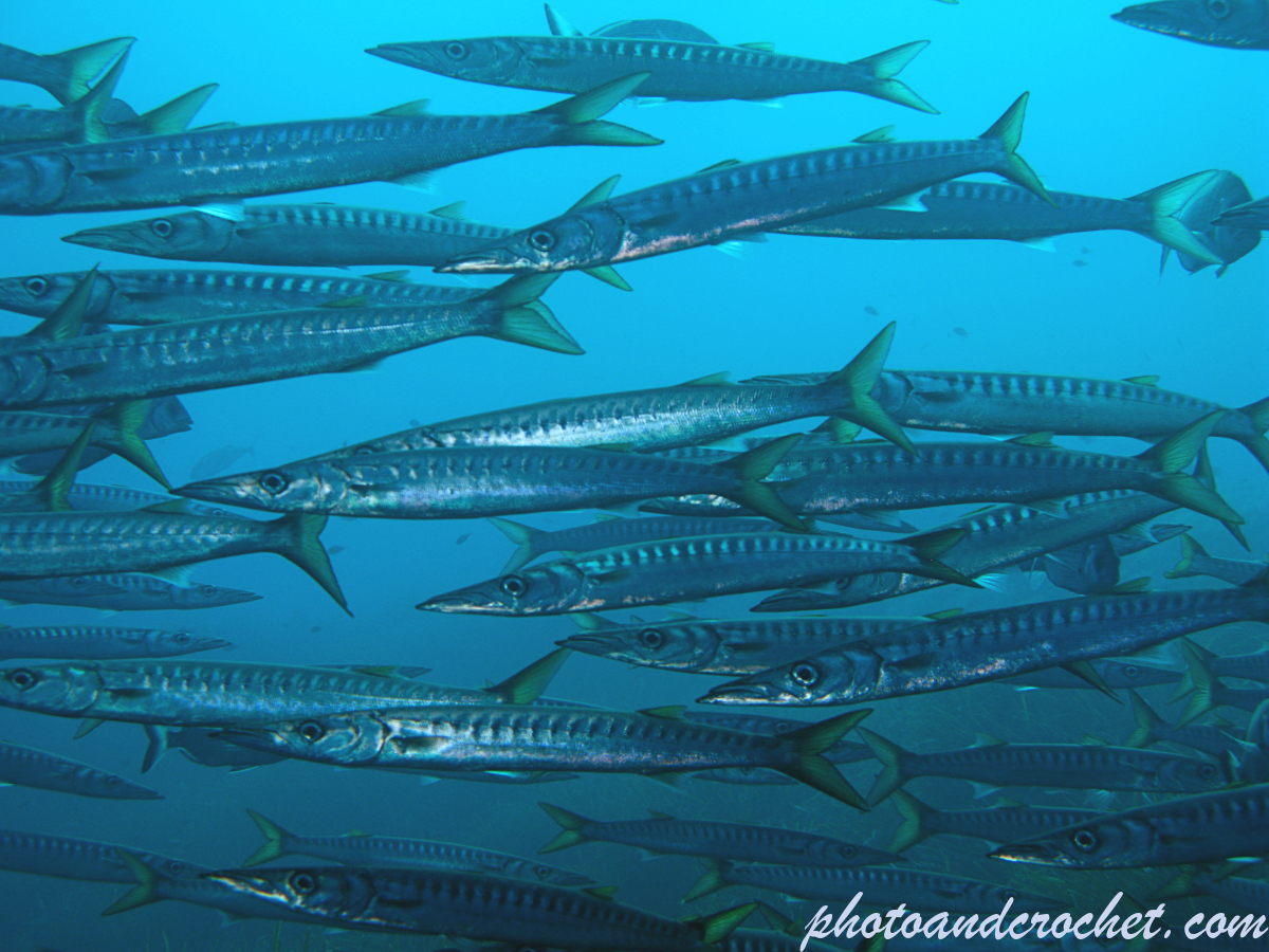 Barracuda - Image