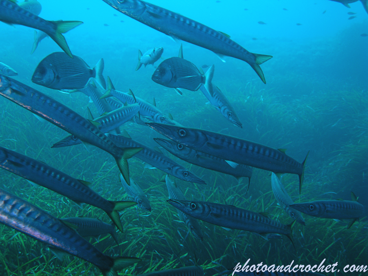 Barracudas - Image