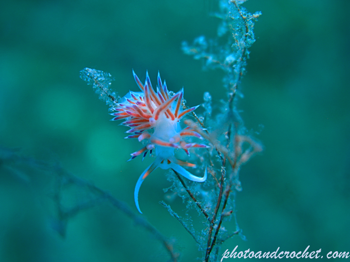 Nudibranch - Flabellina affinis - Image