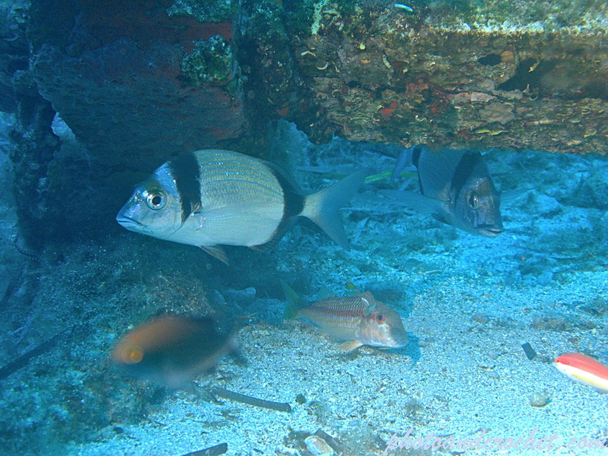 Two-banded Seabream - Diplodus vulgaris - Image