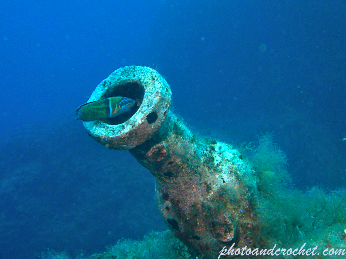 Ornate wrasse - Thalassoma pavo - Image