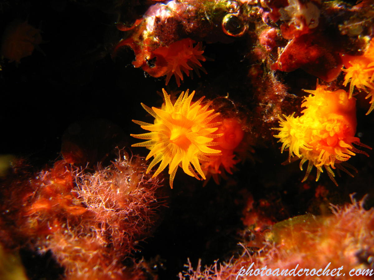 Coral - Astroides calycularis - Image