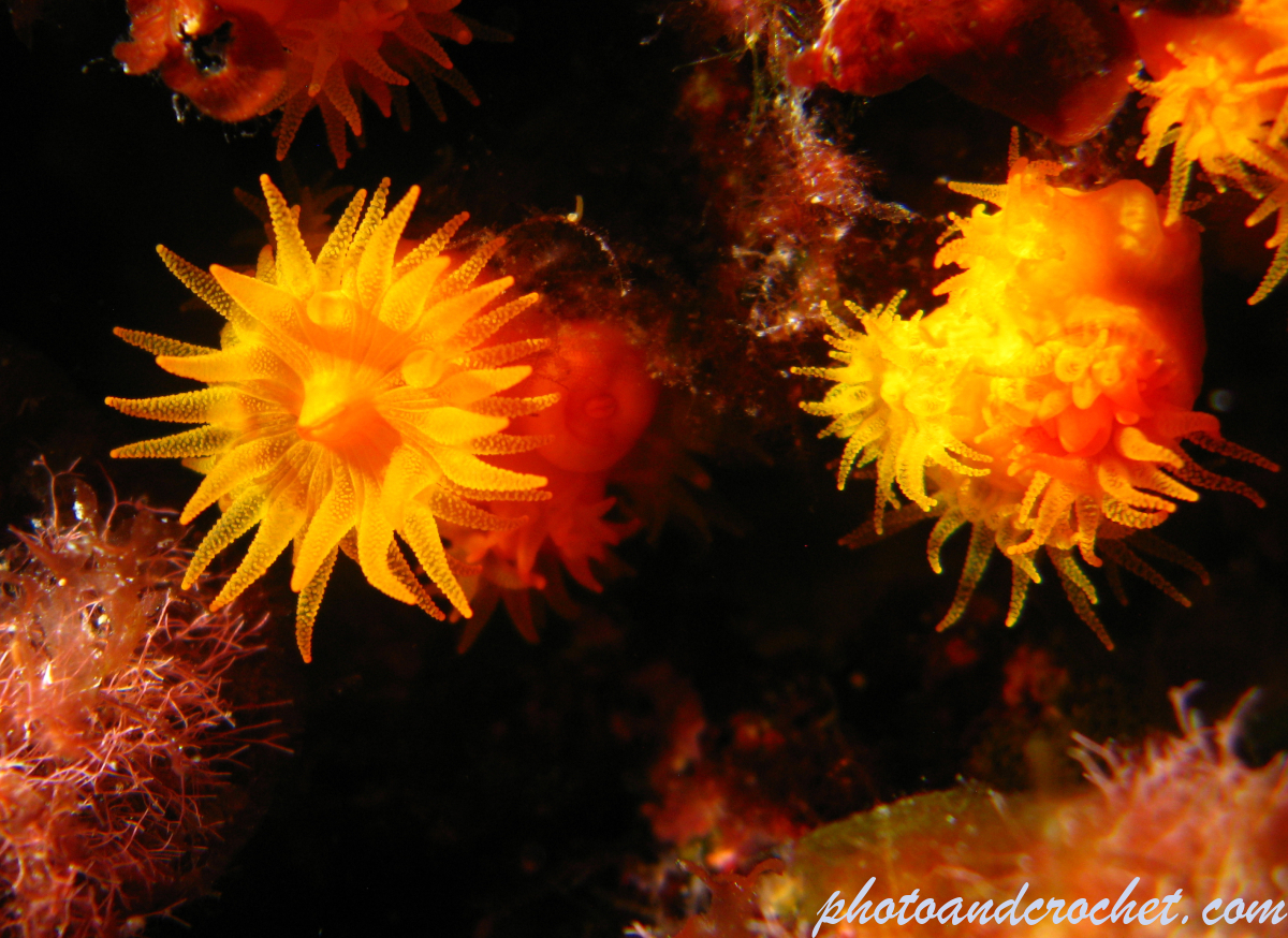 Coral - Astroides calycularis - Image