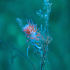 Nudibranch - Flabellina affinis - Image