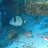 Two-banded Seabream - Diplodus vulgaris - Image