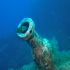 Ornate wrasse - Thalassoma pavo - Image