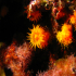 Coral - Astroides calycularis - Image