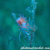 Nudibranch - Flabellina affinis - Image