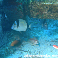 Two-banded Seabream - Diplodus vulgaris - Image