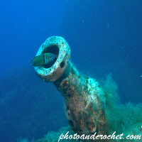 Ornate wrasse - Thalassoma pavo - Image