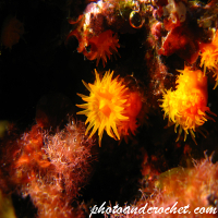 Coral - Astroides calycularis - Image