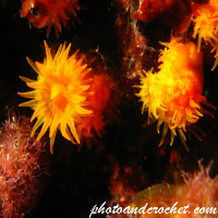 Coral - Astroides calycularis - Image