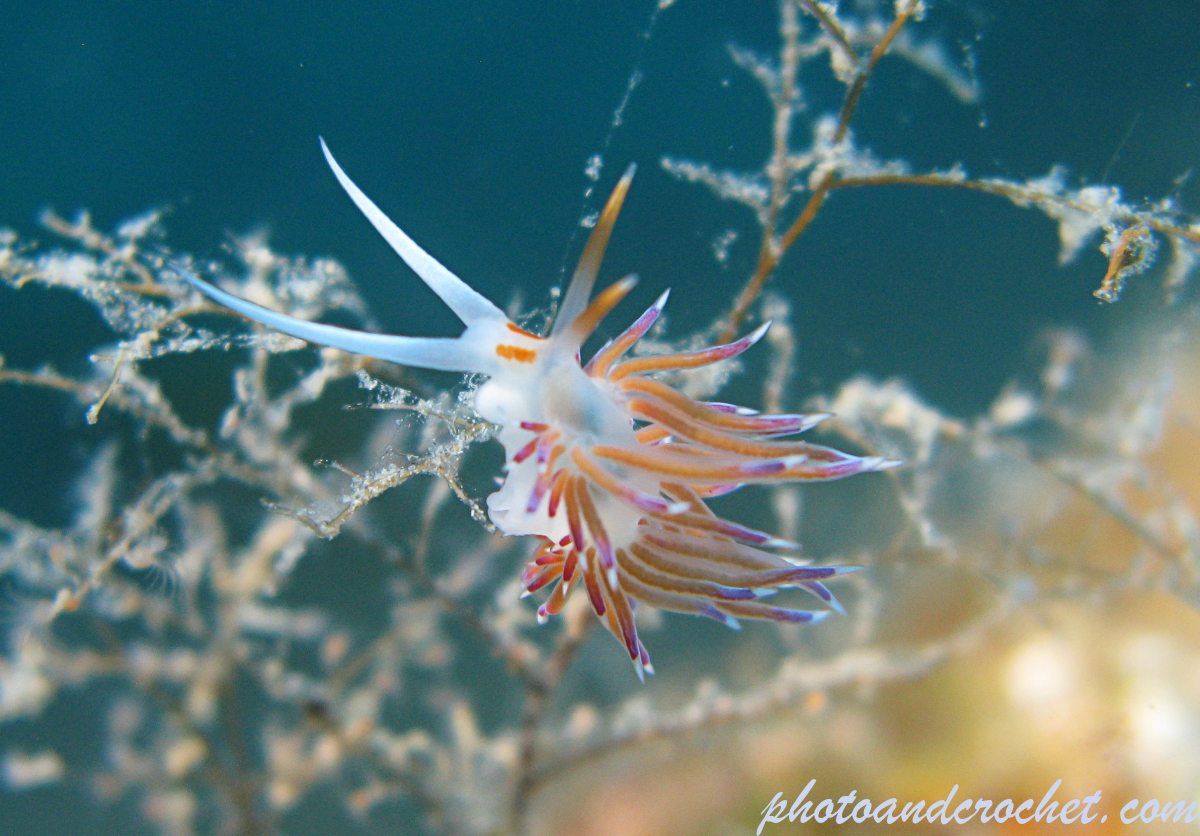 Nudibranch - Flabellina affinis - Image