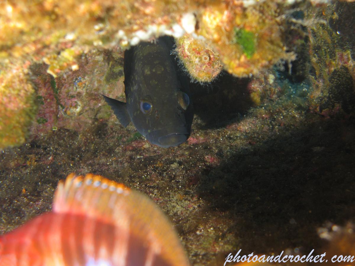 Grouper - Epinephelus guaza - Image