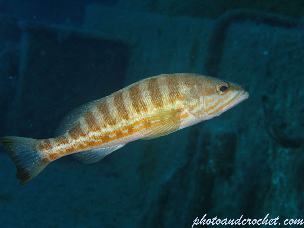 Comber - Serranus cabrilla - Image