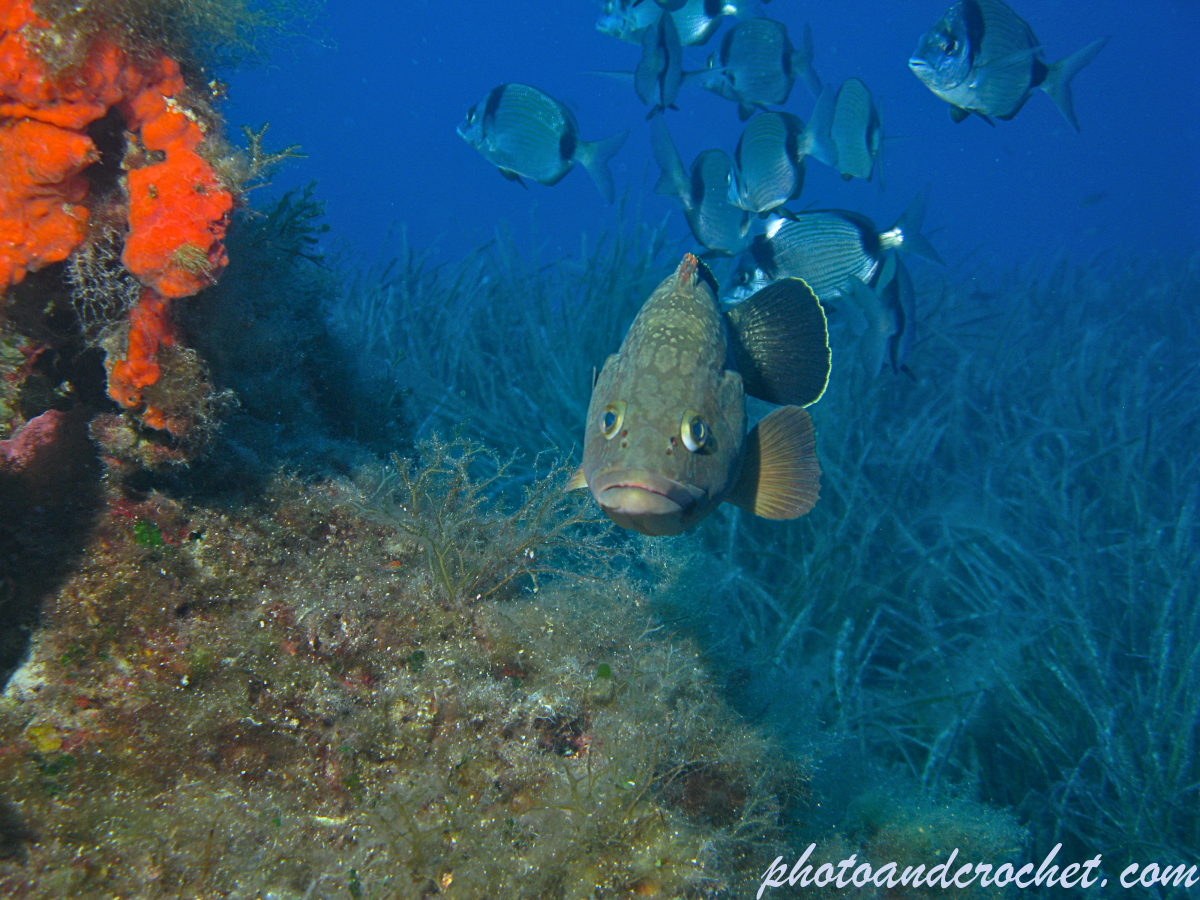 Grouper - Epinephelus guaza - Image