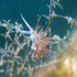 Nudibranch - Flabellina affinis - Image