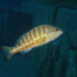 Comber - Serranus cabrilla - Image