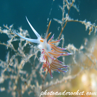 Nudibranch - Flabellina affinis - Image