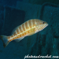 Comber - Serranus cabrilla - Image