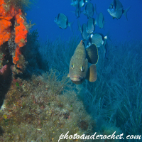 Grouper - Epinephelus guaza - Image