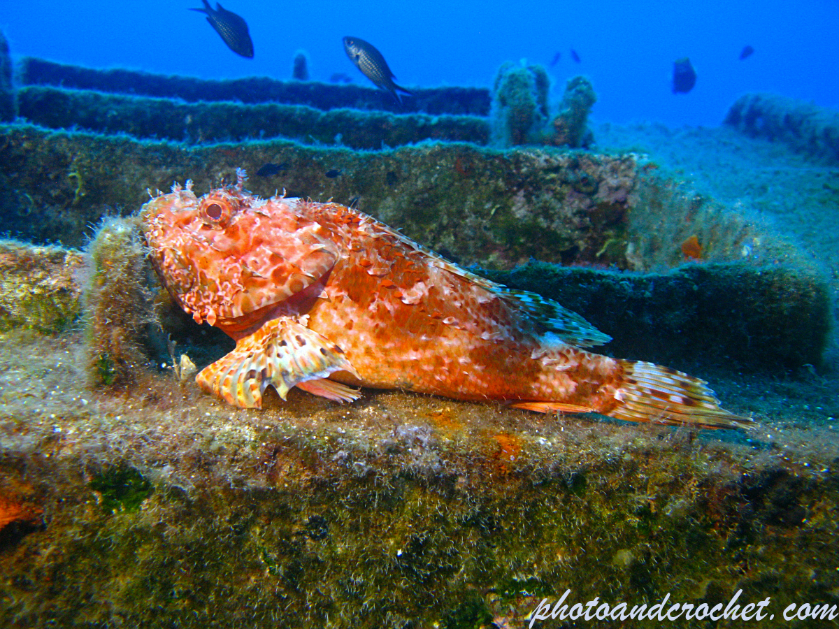 Red Scorpionfish - Scorpaena scrofa - Image