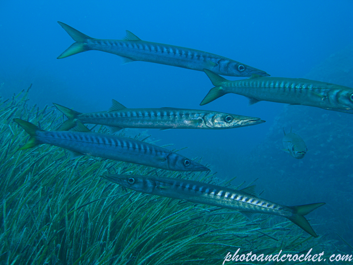 Barracuda - Sphyraena sphyraena - Image