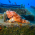 Red Scorpionfish - Scorpaena scrofa - Image