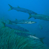 Barracuda - Sphyraena sphyraena - Image