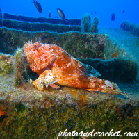 Red Scorpionfish - Scorpaena scrofa - Image