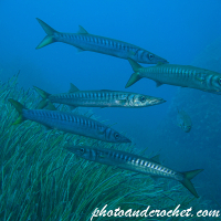 Barracuda - Sphyraena sphyraena - Image