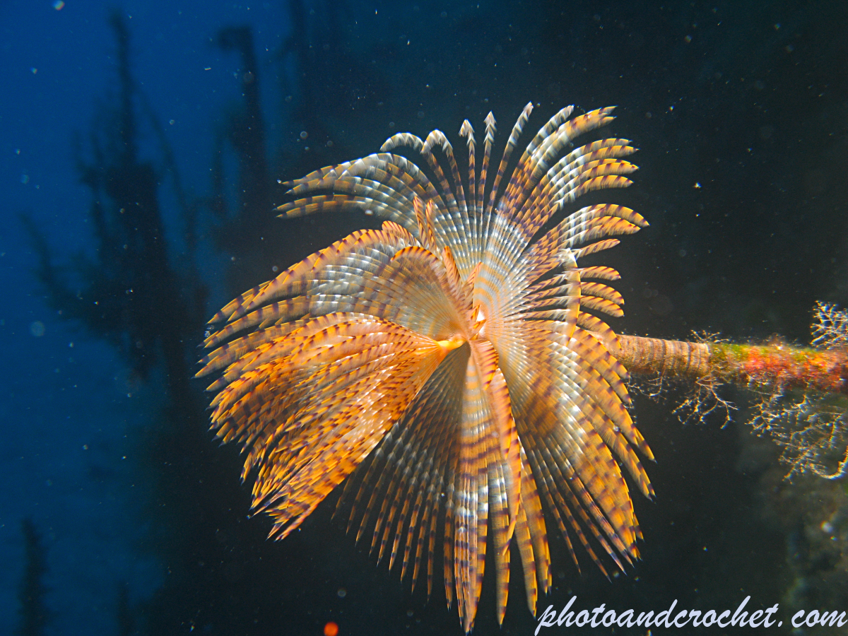 Peacock worm - Sabella pavonina - Image