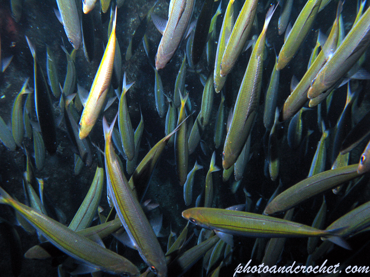 Pilchard - Sardina pilchardus - Image