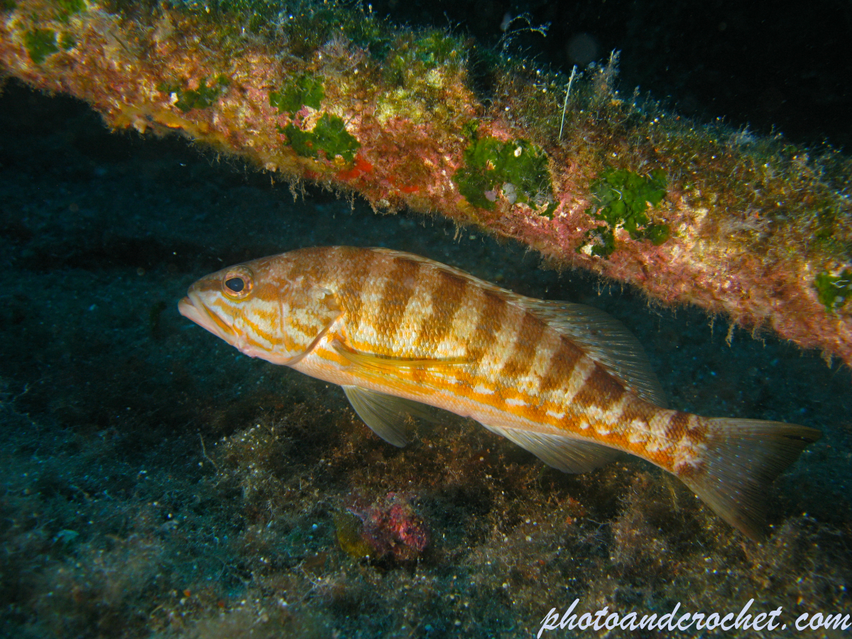 Comber - Serranus cabrilla - Image