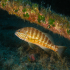 Comber - Serranus cabrilla - Image