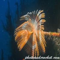 Peacock worm - Sabella pavonina - Image