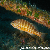 Comber - Serranus cabrilla - Image