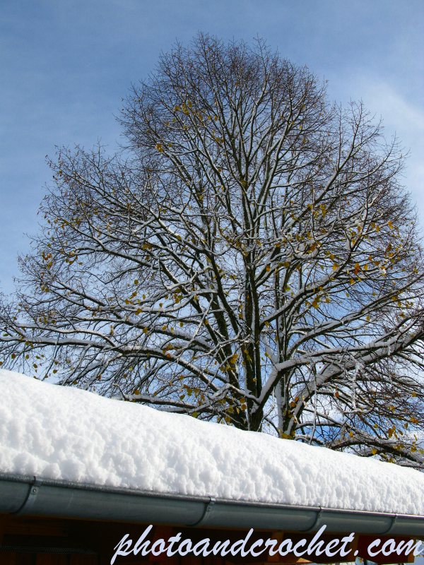 Weissensberg - Winter tree - Image