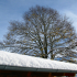 Weissensberg - Winter tree - Image