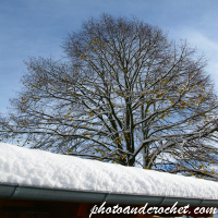 Weissensberg - Winter tree - Image