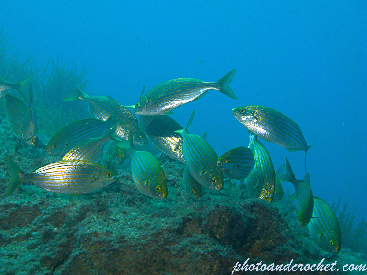 Salema - Sarpa salpa - Image