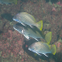 Brown meagre – Sciaena umbra - Image