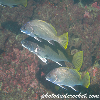 Brown meagre – Sciaena umbra - Image